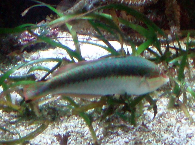 Princess Parrotfish (Scarus taeniopterus)