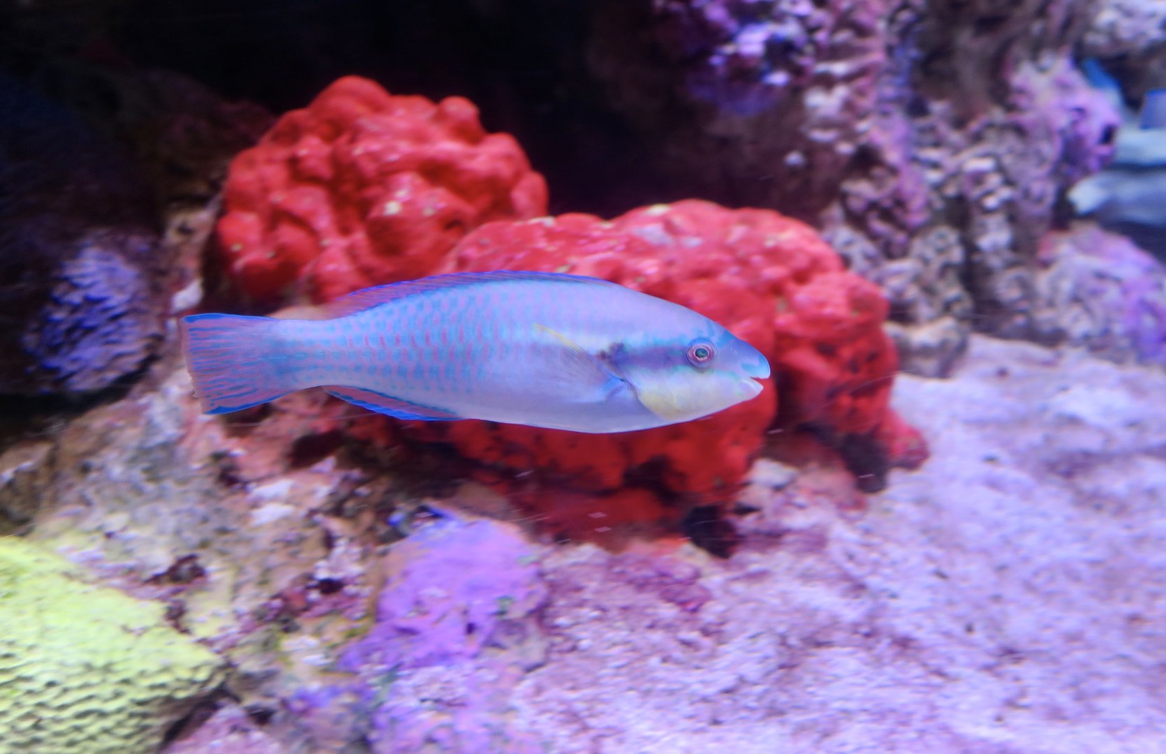 Princess Parrotfish (Scarus taeniopterus)