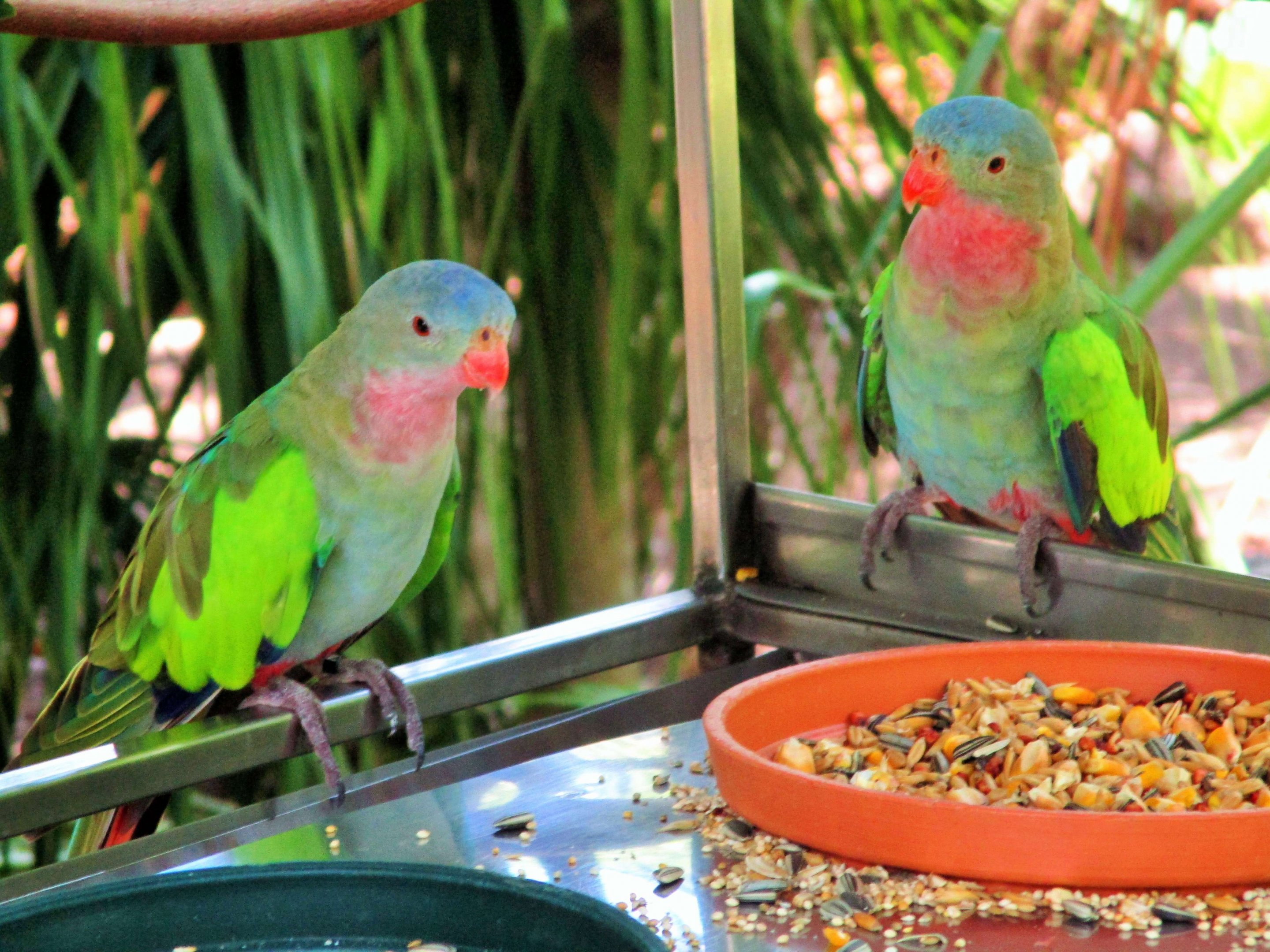 Princess Parrots (Polytelis alexandrae)