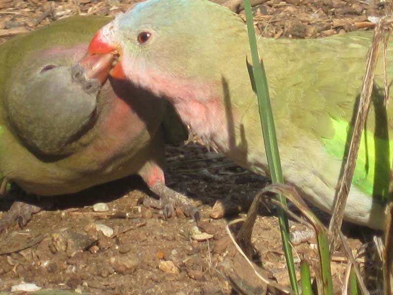 Princess parrots