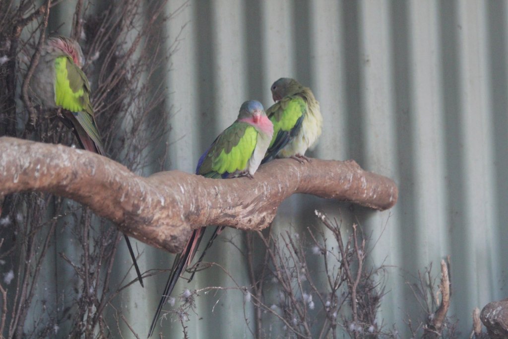 Princess Parrots