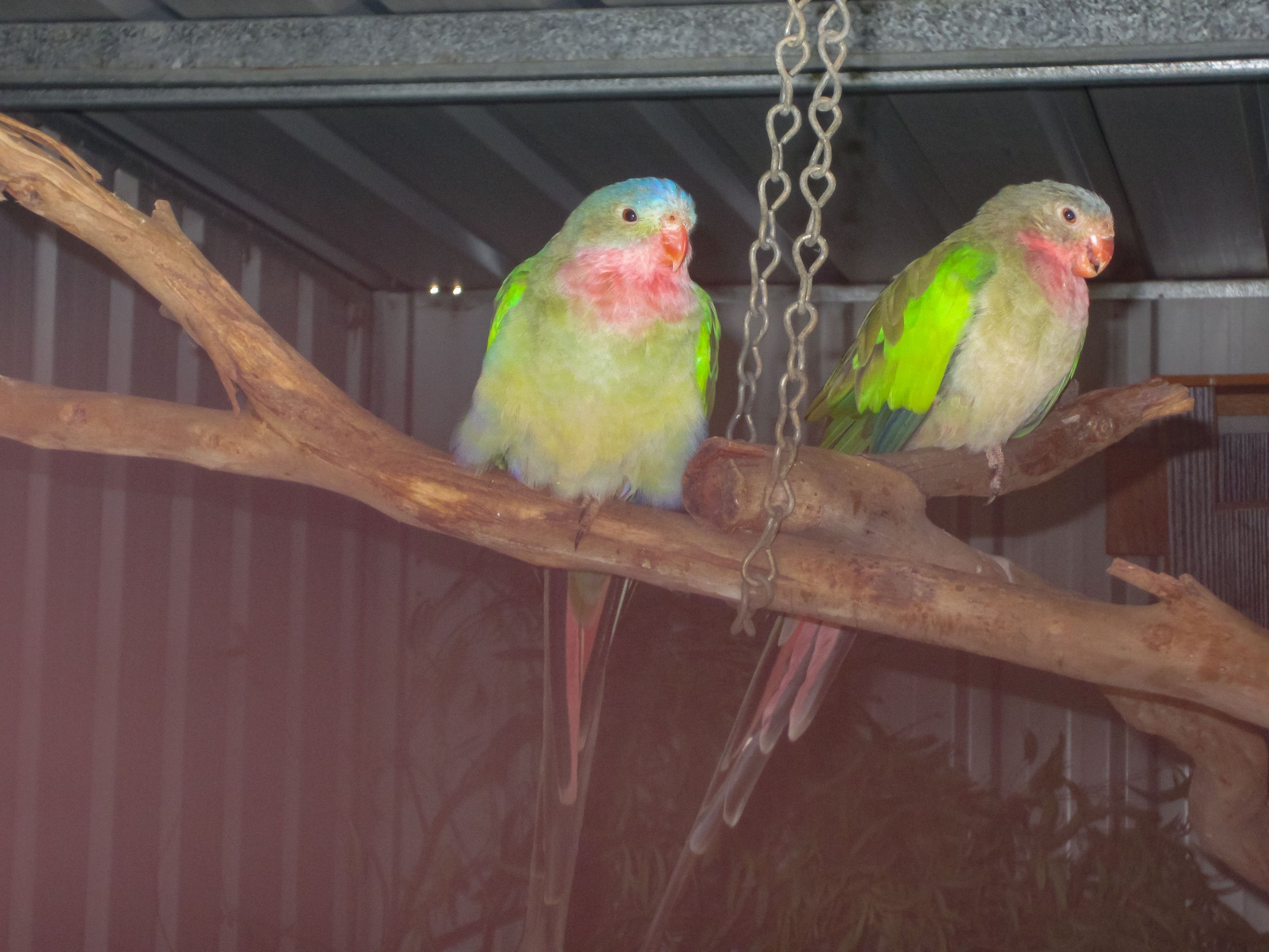 Princess parrots