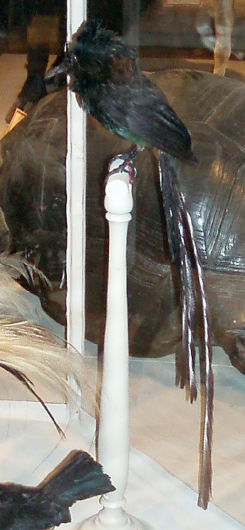 Princess Stephanie's astrapia (Astrapia stephaniae) - taxidermy