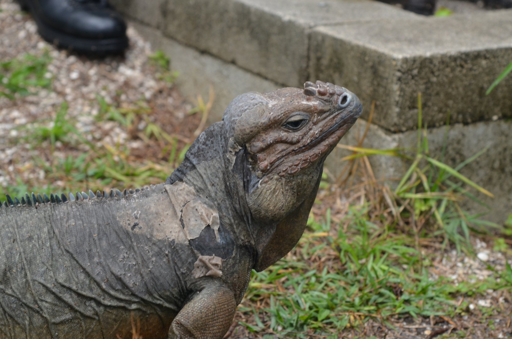 Princess the Rhinoceros Iguana