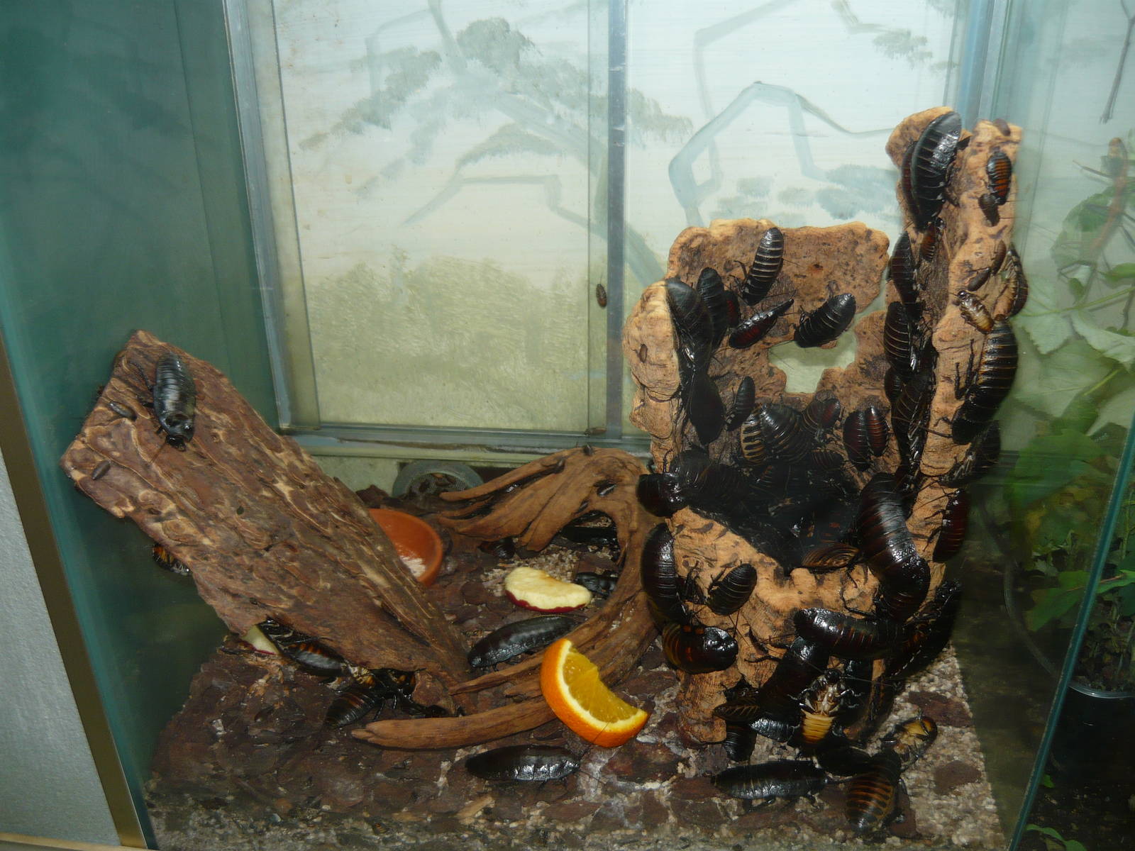 Princisia cockroaches