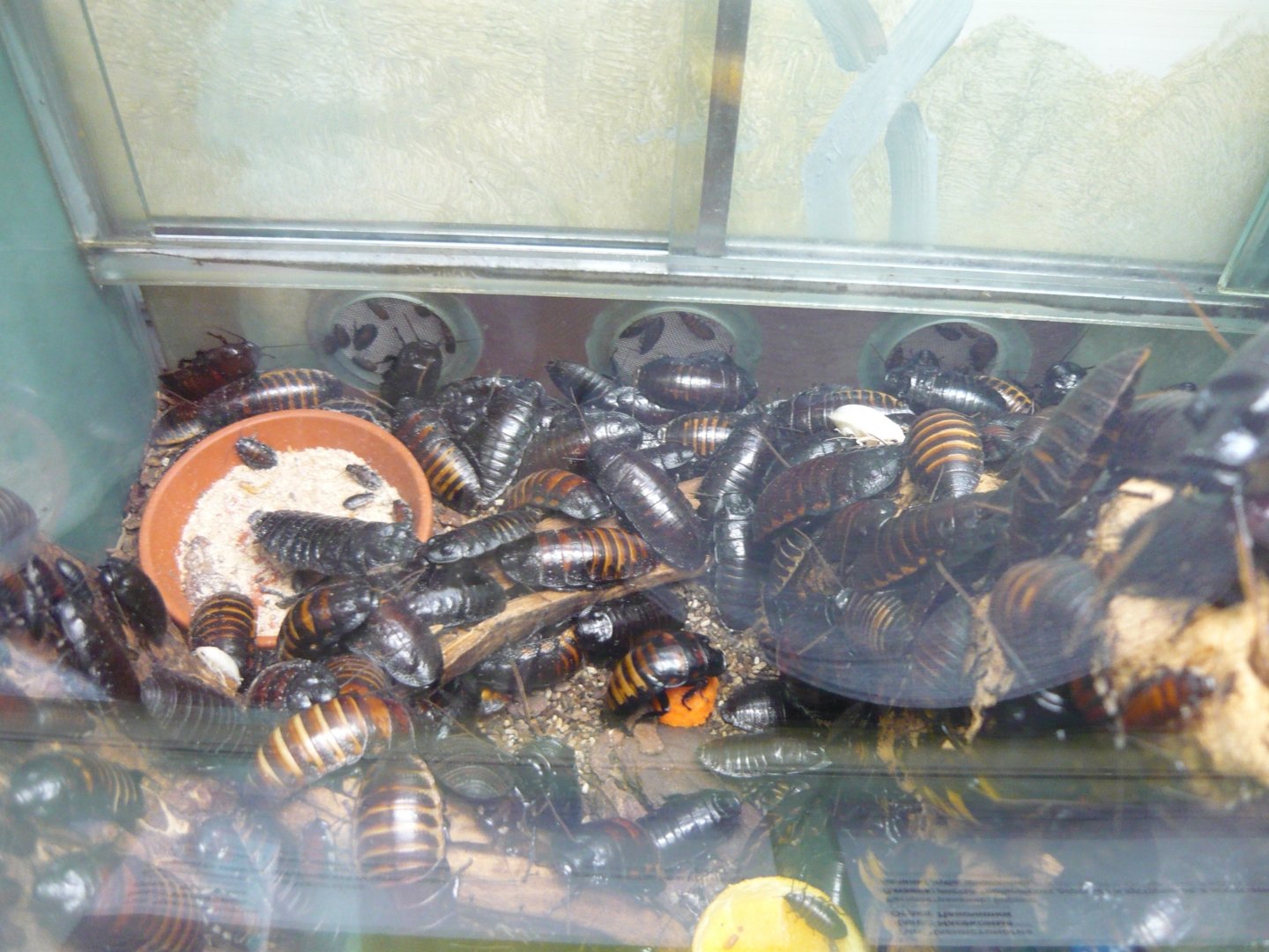 Princisia cockroaches