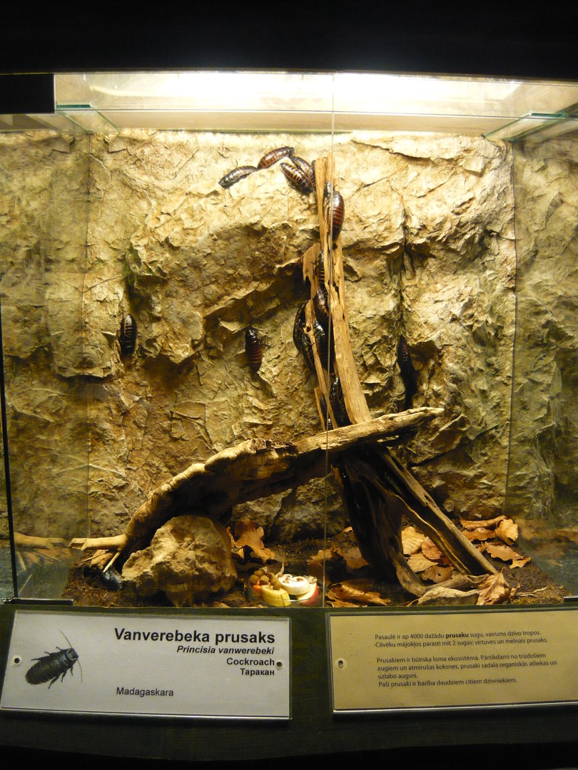 Princisia vanwaerebeki enclosure