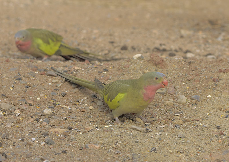 Priness of Wales parakeets