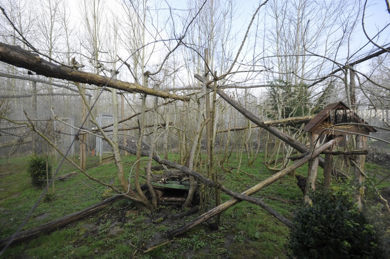 Prionailurus bengalensis bengalensis enclosure