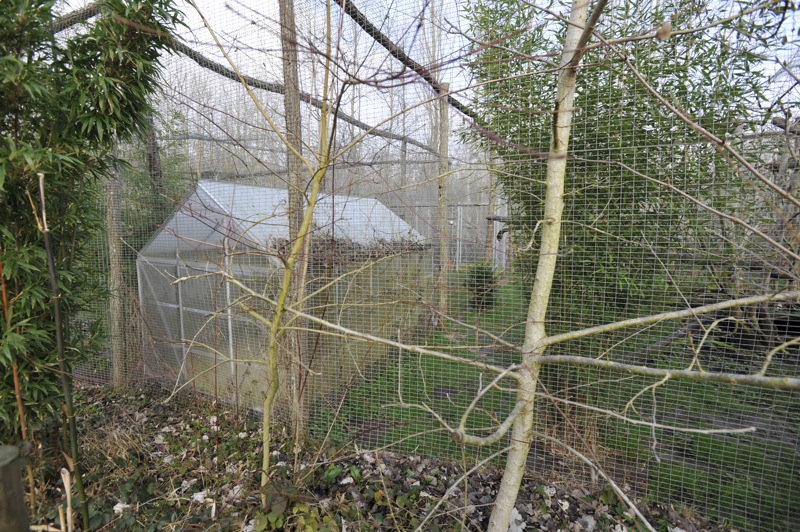 Prionailurus bengalensis bengalensis enclosure