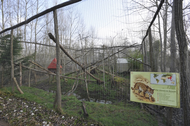 Prionailurus bengalensis bengalensis enclosure