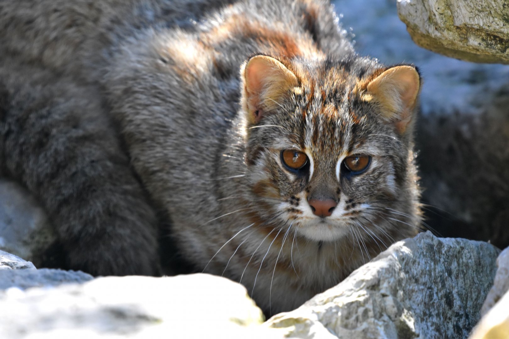 Prionailurus bengalensis euptilurus - Amur Leopard Cat