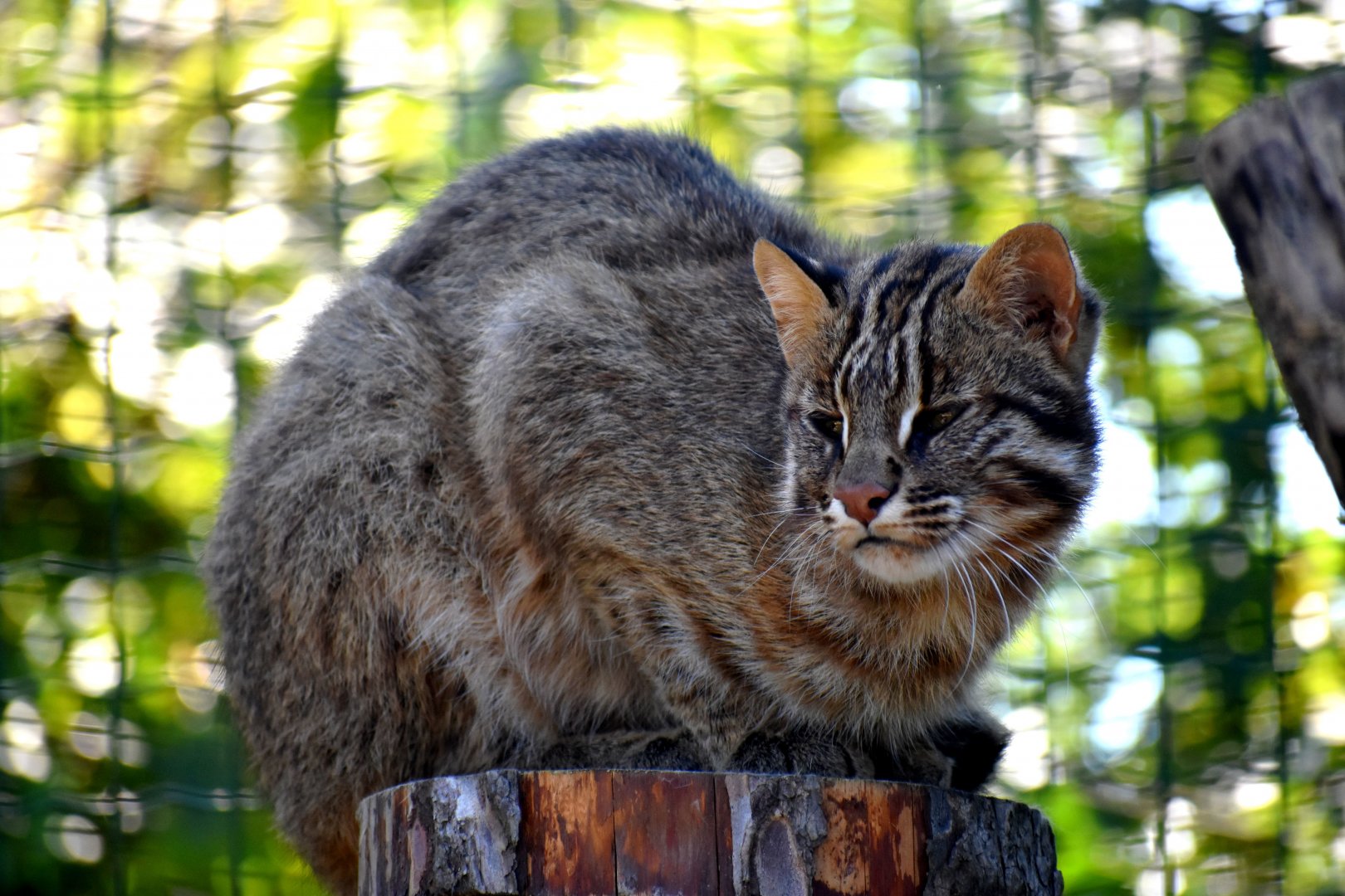 Prionailurus bengalensis euptilurus - Amur Leopard Cat