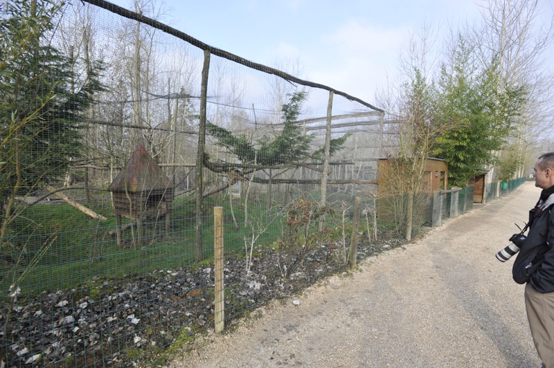 Prionailurus rubiginosus phillipsi enclosure