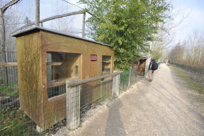 Prionailurus rubiginosus phillipsi enclosure