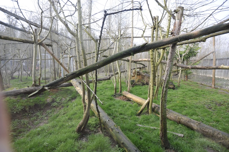 Prionailurus rubiginosus phillipsi enclosure