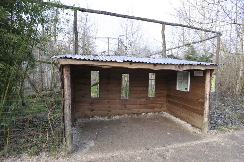 Prionailurus rubiginosus phillipsi enclosure