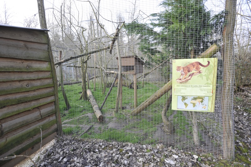 Prionailurus rubiginosus phillipsi enclosure