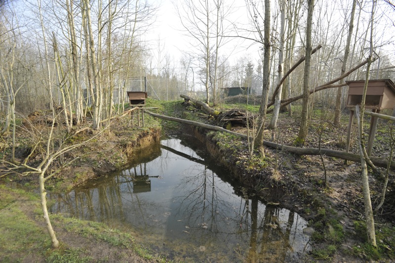 Prionailurus viverrinus enclosure