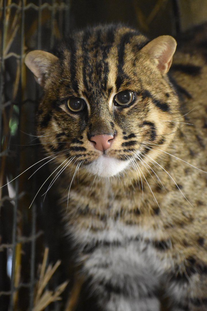 Prionailurus viverrinus - Fisching cat (male)
