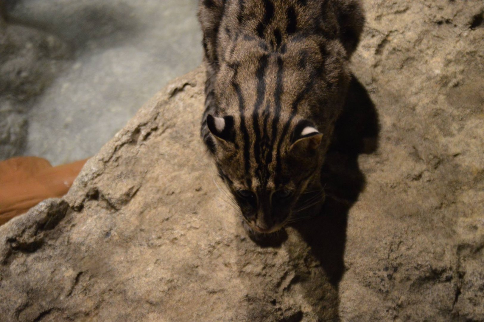 Prionailurus viverrinus