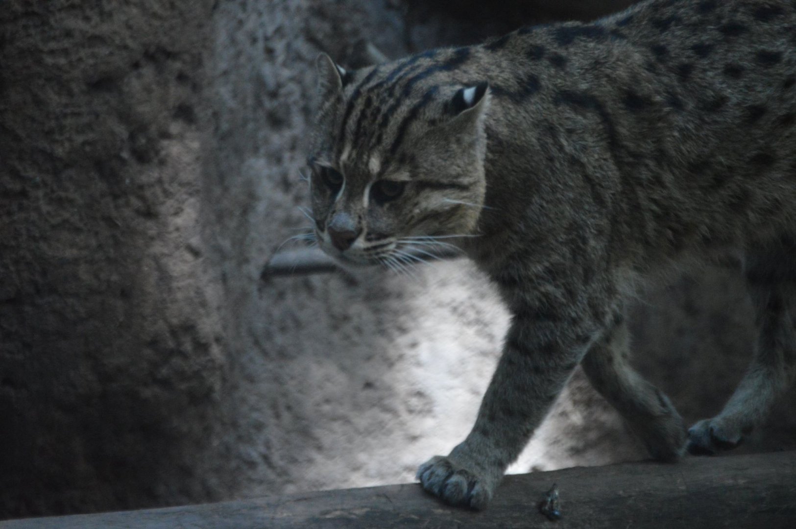 Prionailurus viverrinus