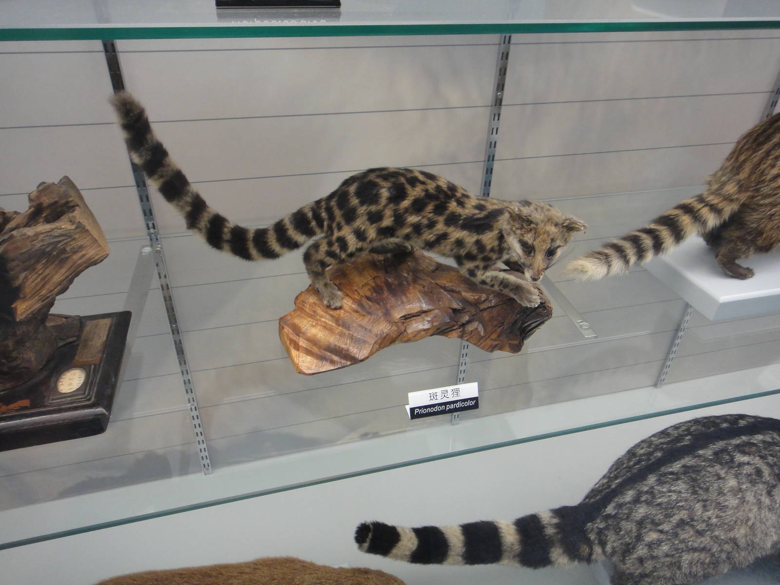 Prionodon pardicolor