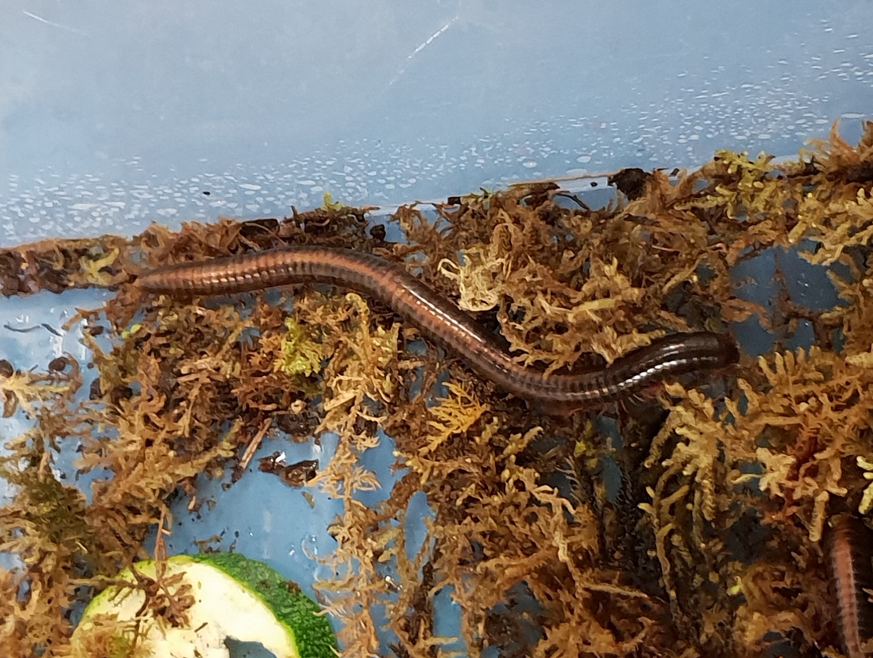 Prionopetalum stuhlmanni