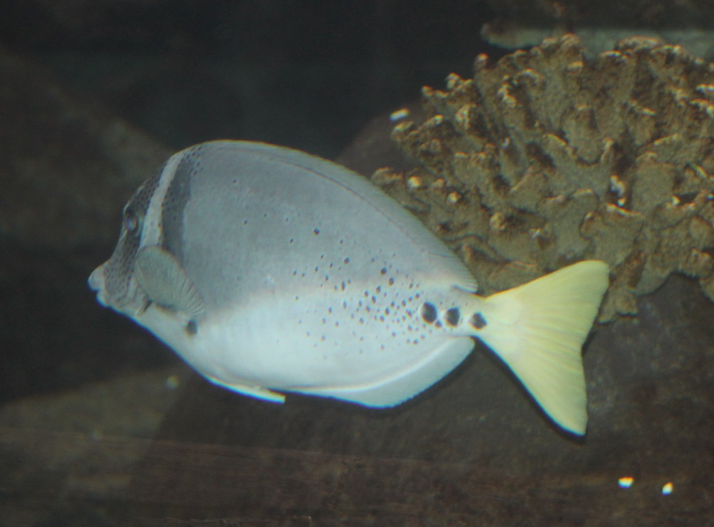Prionurus Latticlavius - Razor surgeonfish