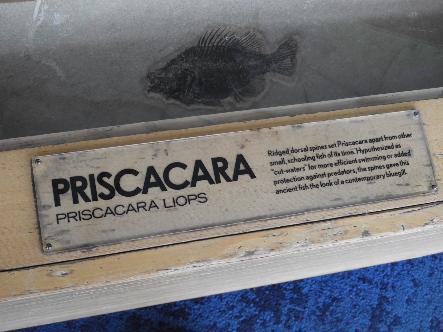 Priscacara lipos fossil - Great Lakes Future - Reiman Aquarium