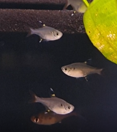 Pristella maxiliaris