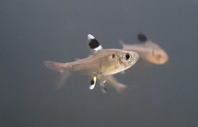 Pristella maxillaris