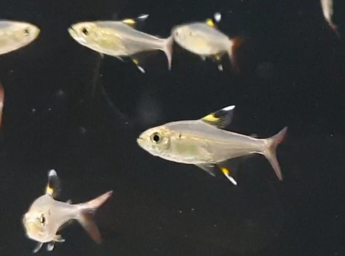 Pristella maxillaris