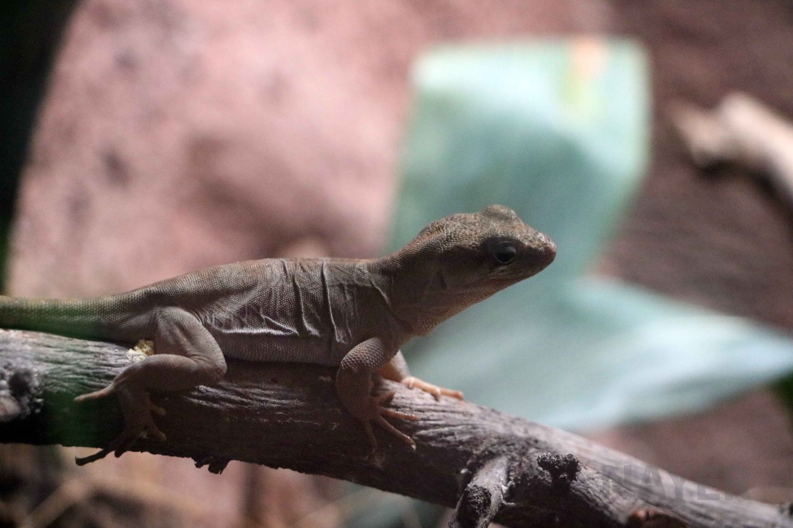 Pristidactylus valeriae, May 2016