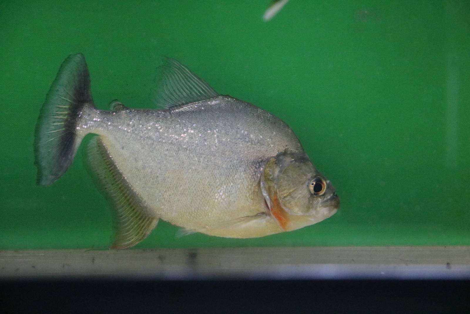 Pristobrycon striolatus - Tokyo Tower Aquarium, February 2016