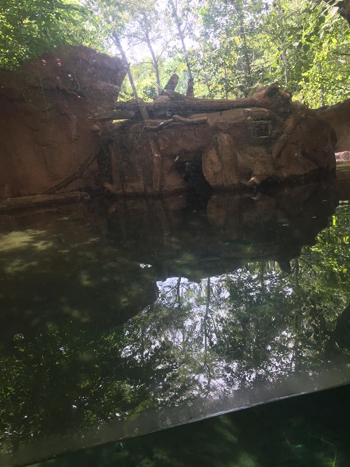 Pritzker Children's Zoo- Beaver