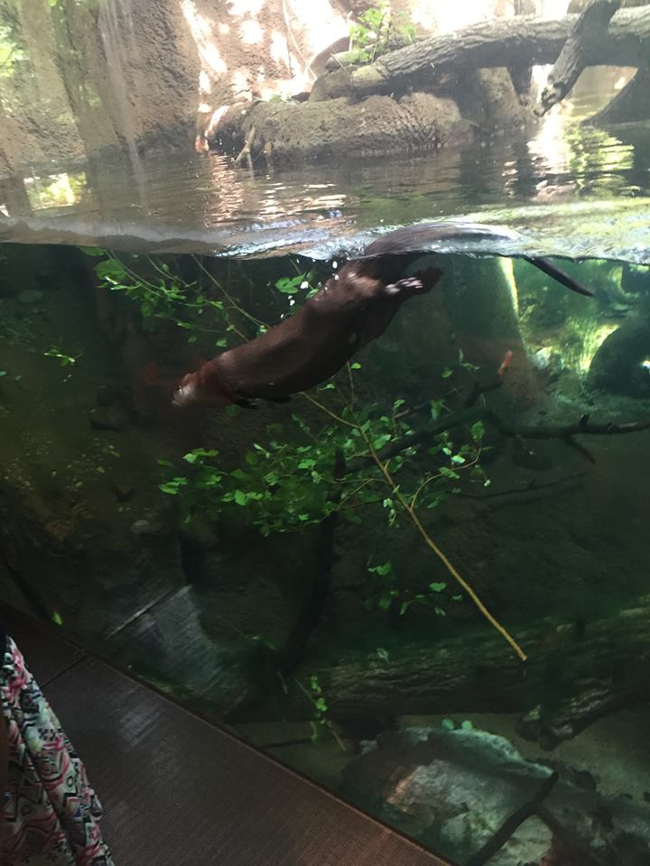 Pritzker Children's Zoo- Otter