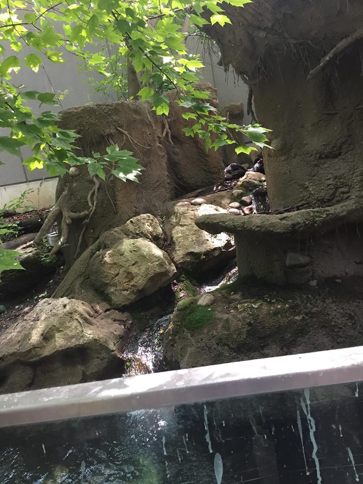 Pritzker Children's Zoo- Otter