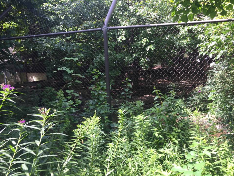 Pritzker Children's Zoo- Red Wolf