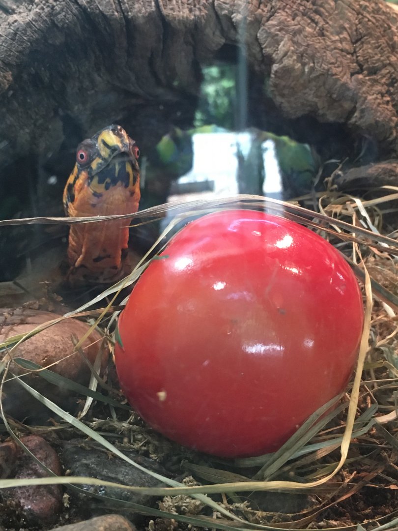 Pritzker Family Children's Zoo - Eastern Box Turtle and Apple