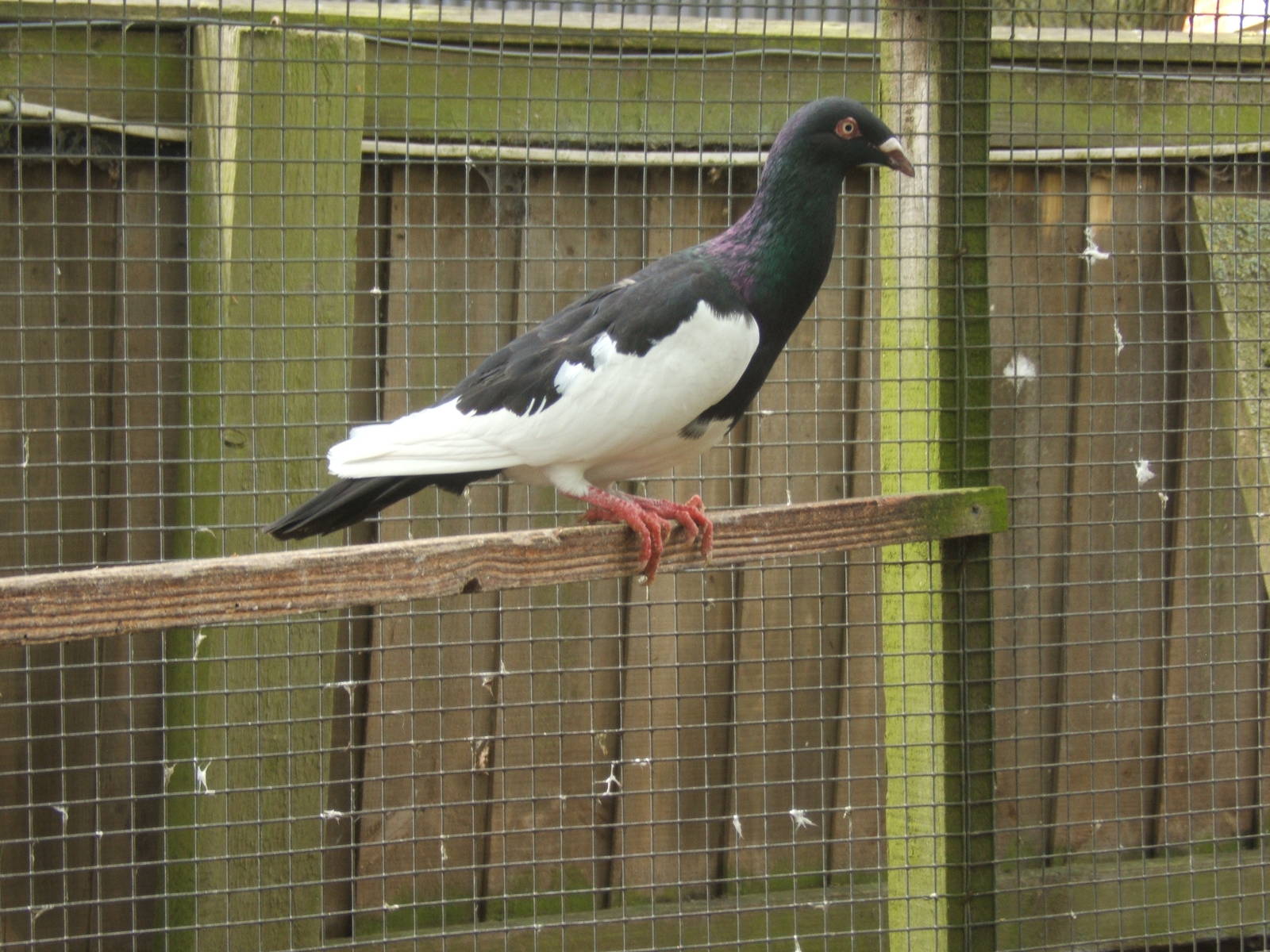 Private Collection owned by Christopher Marler