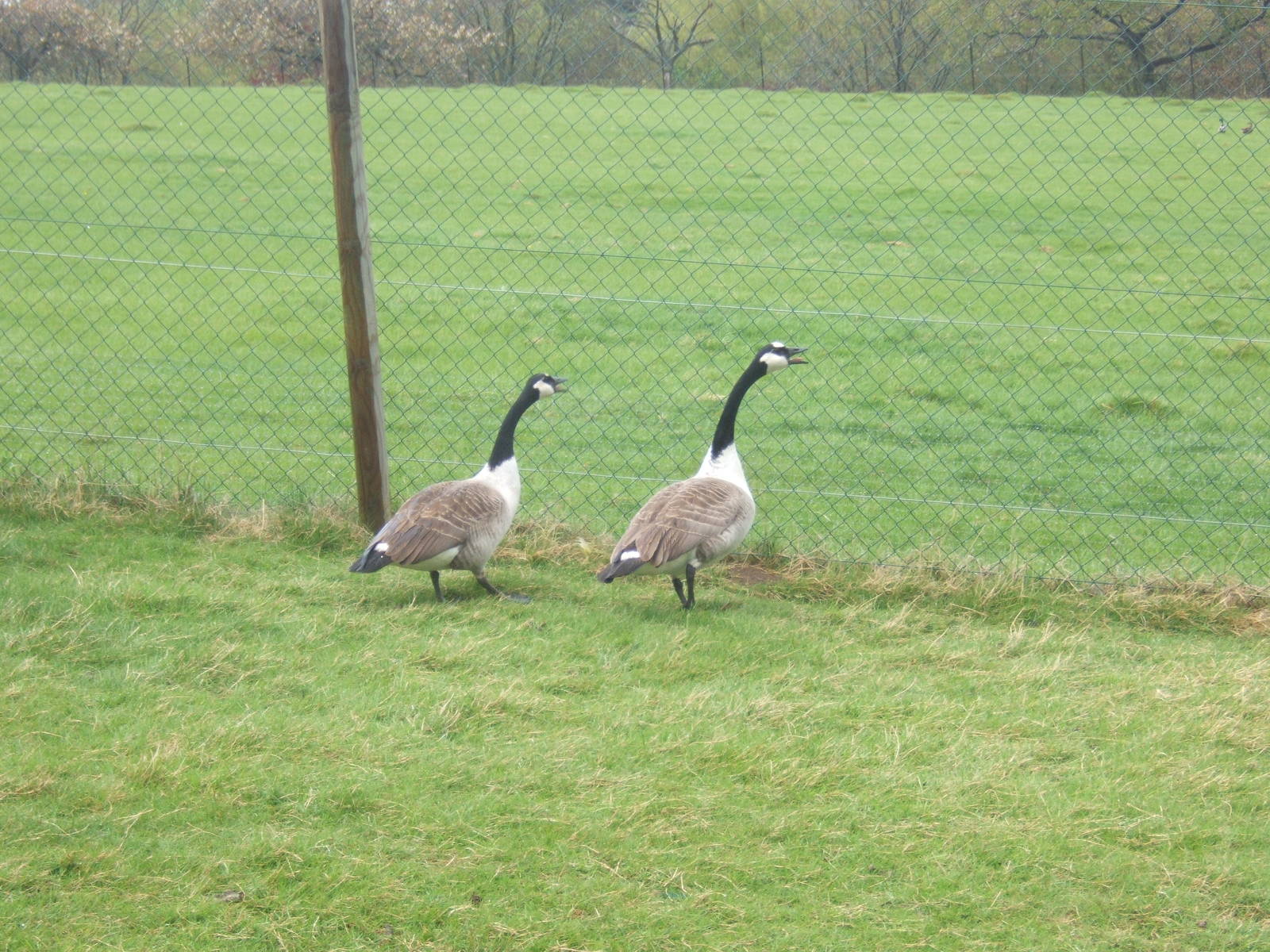 Private Collection owned by Christopher Marler