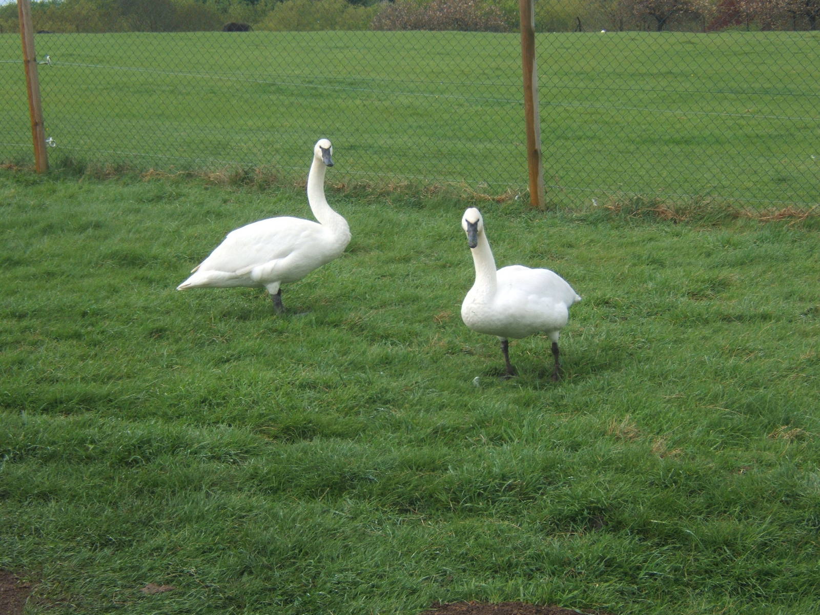 Private Collection owned by Christopher Marler