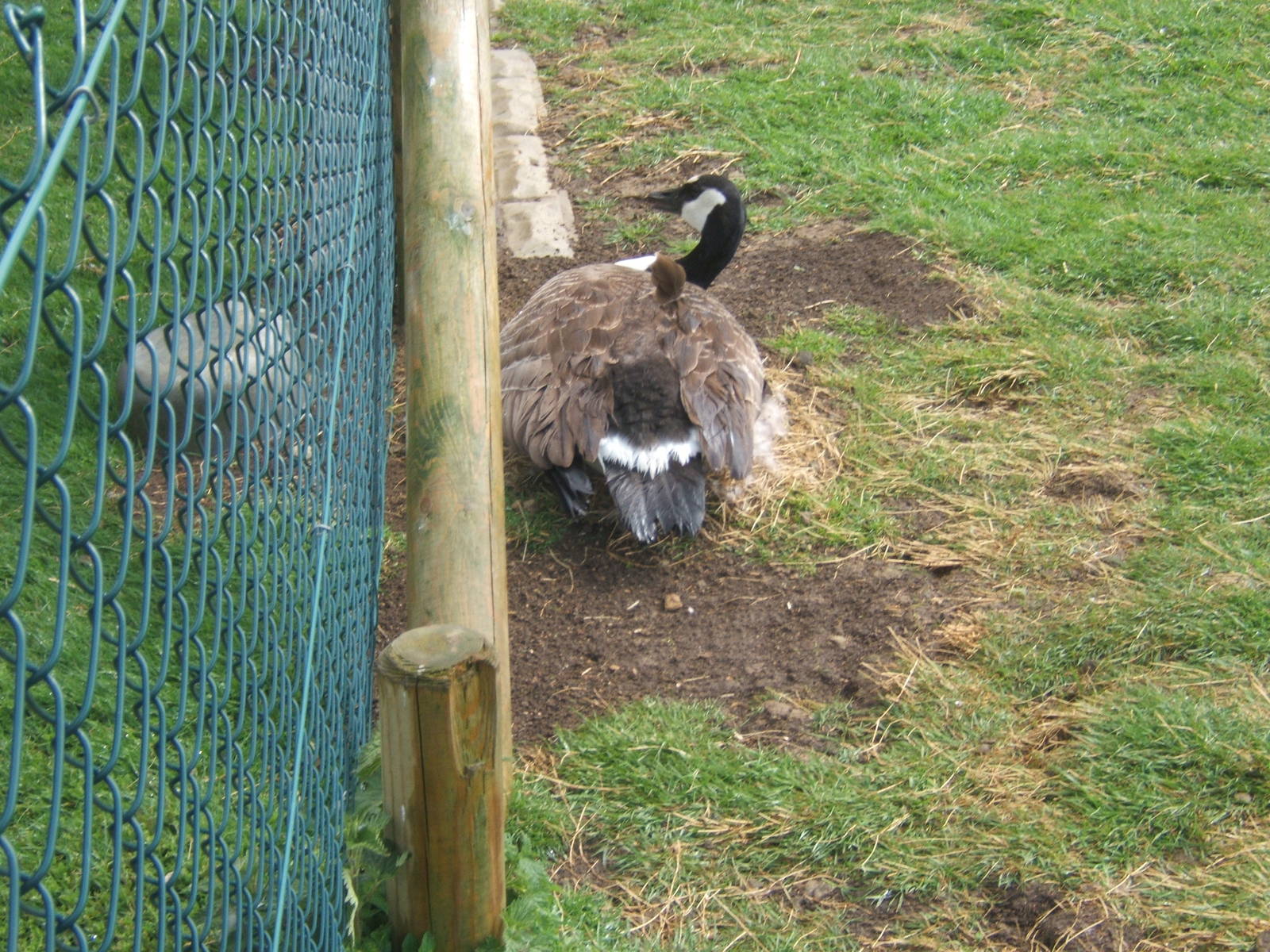 Private Collection owned by Christopher Marler