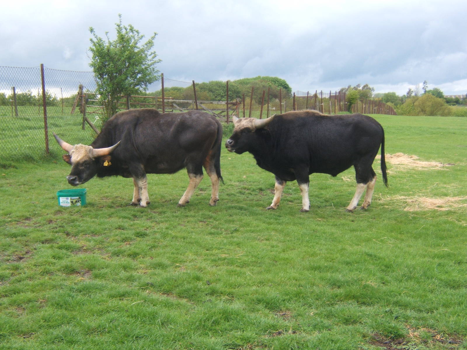 Private Collection owned by Christopher Marler