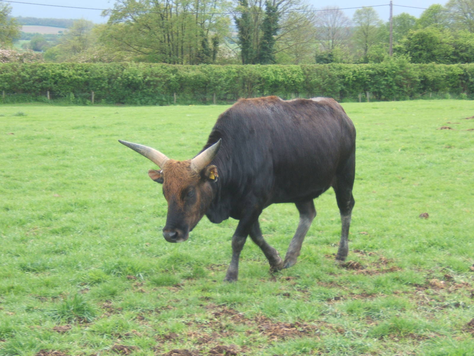 Private Collection owned by Christopher Marler