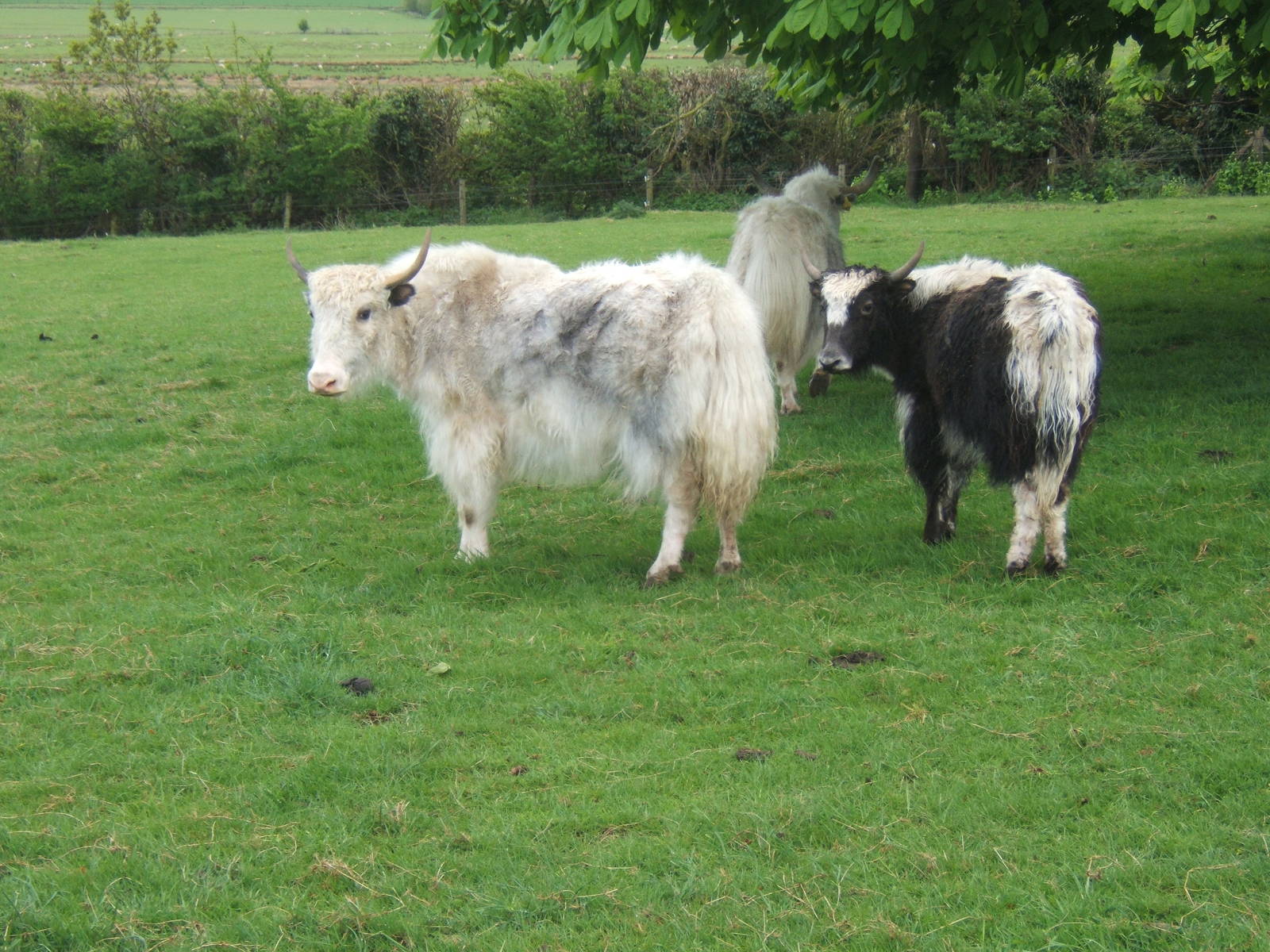 Private Collection owned by Christopher Marler