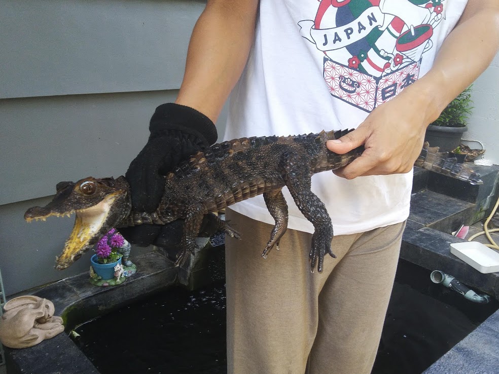 Private collection - Smooth-fronted Caiman (Paleosuchus trigonatus)