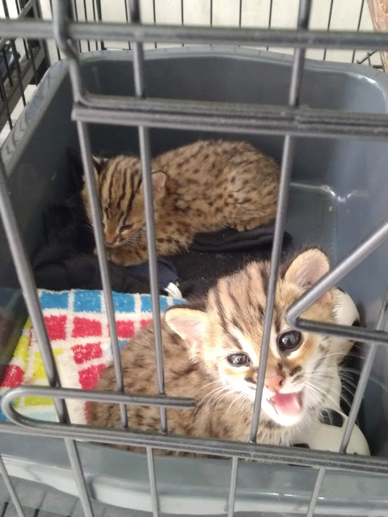 Private collection - Sunda Leopard Cat (Prionailurus javanensis)