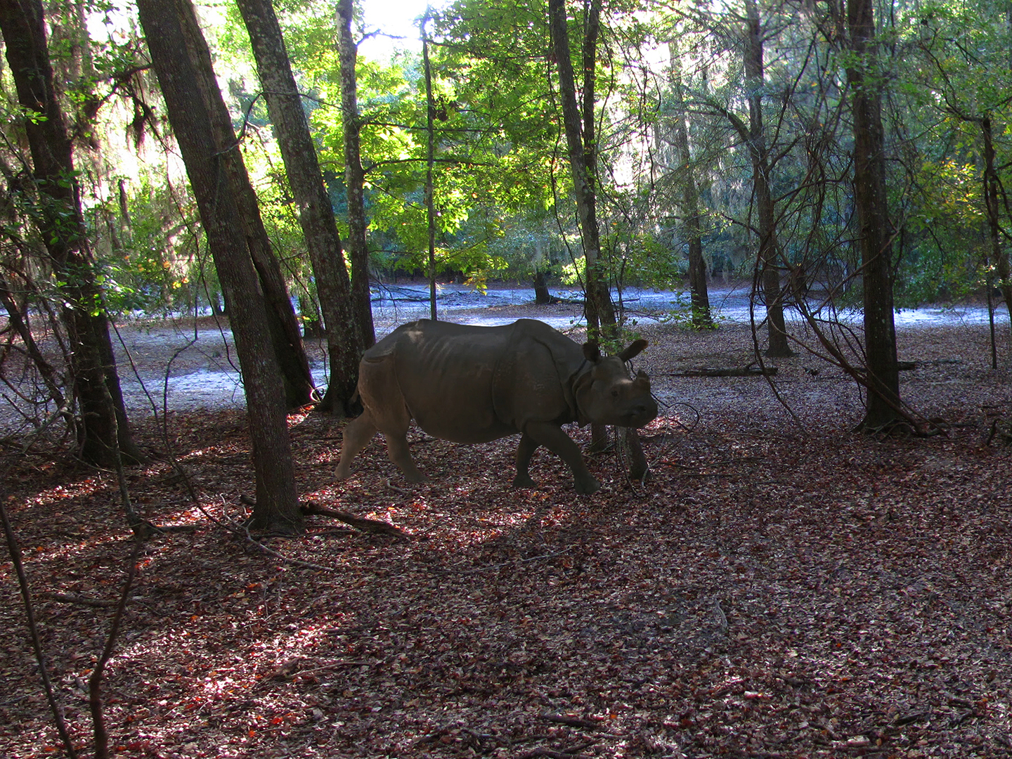 Private Facility - Indian Rhino